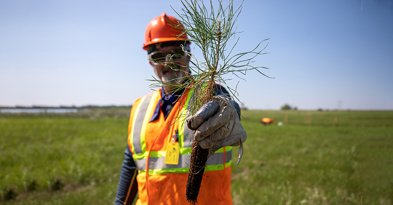 A SaskPower employee wearing an orange hard hat and vest while holding up a tree seedling.