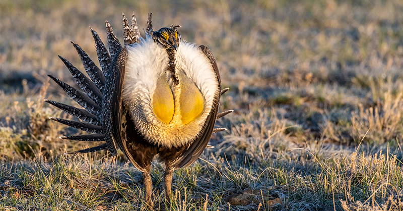 sage grouse in a field