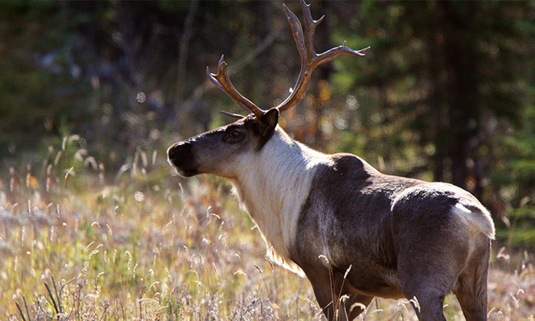 Learn about why we're reasearching Woodland Caribou.