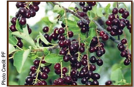 Chokecherry