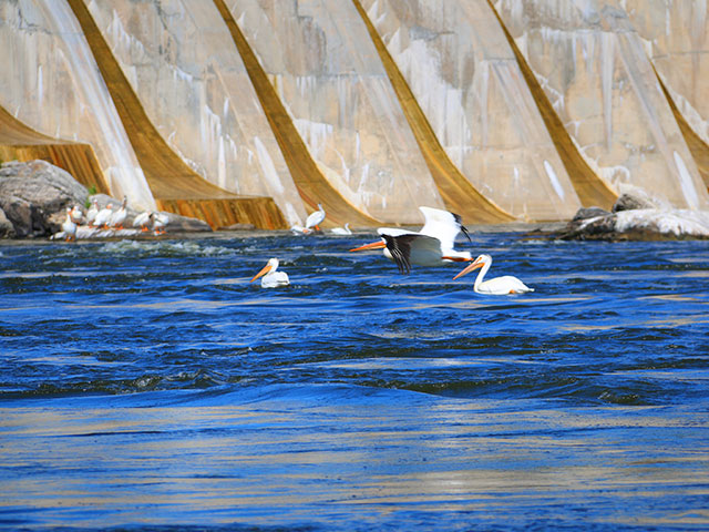 Pelicans in river near facility