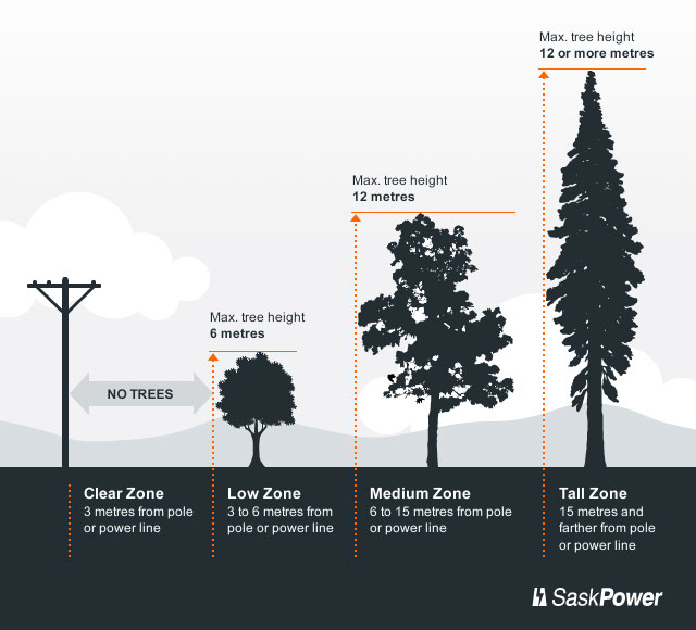 Trees and Power Line Safety