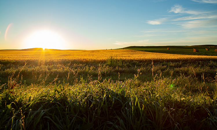 Prairie Field