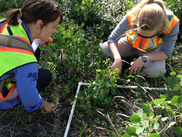 Employees identifying plant species