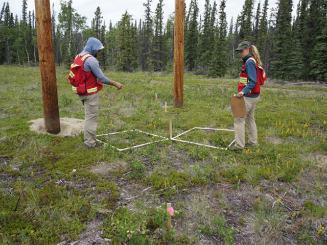 Emloyees surveying around power poles