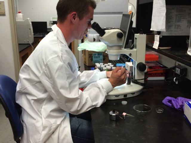 Employee in lab looking through microscope