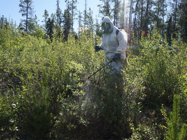 Employee surveying saplings