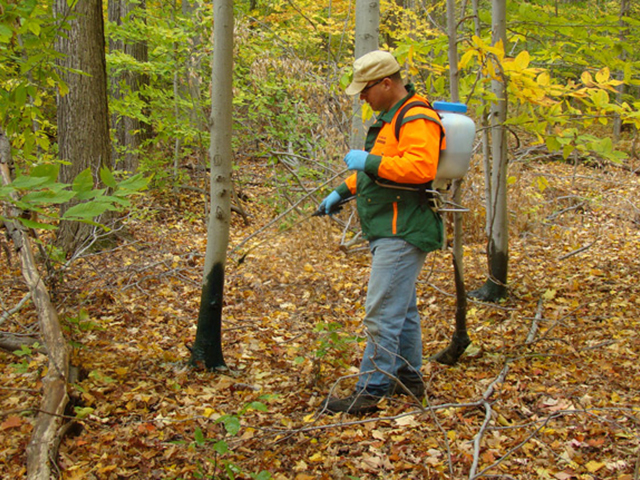 Employee spraying forest floor