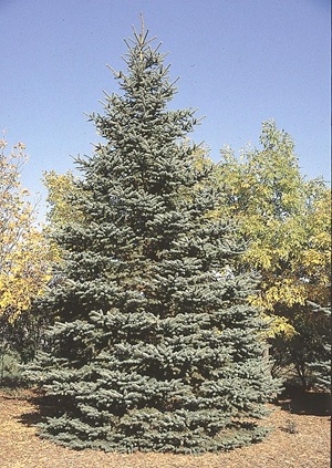 Colorado spruce