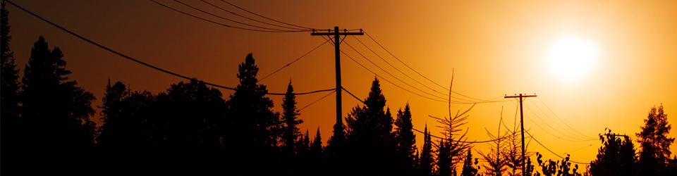 trees and power lines